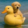 bobobobobobono