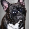 boss_french_bulldog