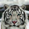 whitetiger073