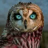 owlchannel0