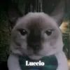 Luccio