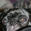 sparky_da_pug