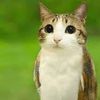 meowl2475