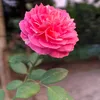 tuanxu85