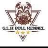 g.l.h.bull.kennel