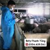 buithanhtung88