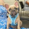 Franklyn the Frenchie