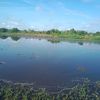 anakdesapabriksawit