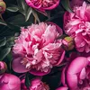 kimoanh_8688