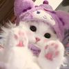 aranya_2482