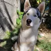 apolo_husky36