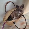 belle_catmeaw55
