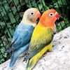lovebirds_87