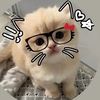 roza_1247