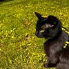 zorodakitty