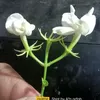 ivhaa3n