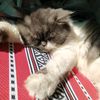 hadia_arshad