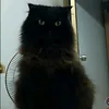 pittayathongnuct