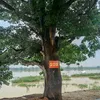 xuandong_37n1