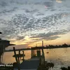 tiger.101296