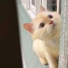 liena_fung