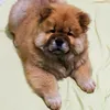 bossyugithechow