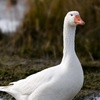 a_random_goose