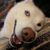 husky.mom1483