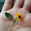girasol_de_primavera