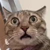 fat0om23
