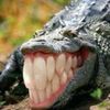 dragon.kan