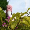 wiyarsih1