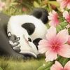 _panda_.01