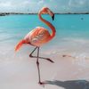 flamingobersayap