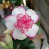 hailua435