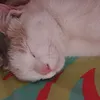 giulianitafazzala