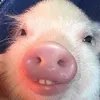 pork_sheeshig