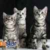 Pets Star Exotic