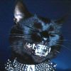 notanicecat