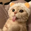 softscy