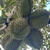 durian_ducquang