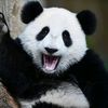 xvanglee_