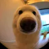 xiao_nek