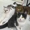 cam_meo_meo