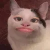 ponchu06