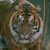 diningrat_yanaaa