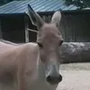 kingesel