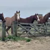 brusduke
