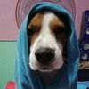buddyandsusi