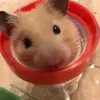 kinkumadaisuki